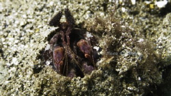 Spearing Mantis Shrimp @ Anilao by Taco Cheung 